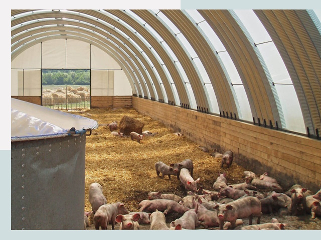 Строительство свинарников в Костомукше